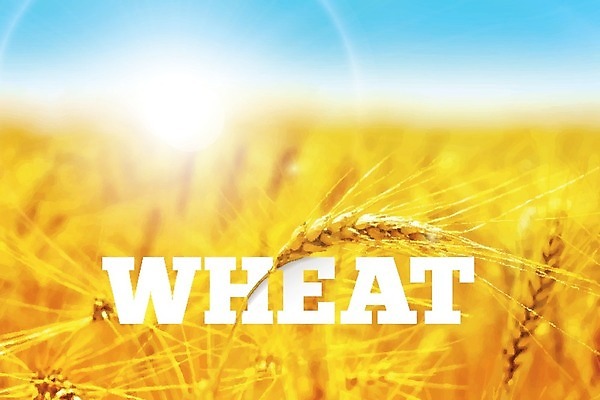 EPS 해외이미지 식물 계절 음식 빵 줄기 백그라운드 이동 밭 농업 일러스트 자연 하늘 밥 건강 풍경 가로 여름 농작물 태양 농장 노란색 성장 가을 시골 황금 낟알 땅 시리얼 밀 보리 장면 갸우뚱 밀짚 밭일 호밀 수평선 세련 해외202004 해외일러스트 자연요소 산업 컬러 컨셉 모션 곡류 짚 생태계 파일형식 벡터 이미지허브