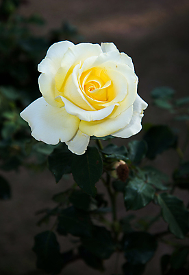 포토 JPG 해외이미지 식물 1 꽃잎 꽃 분홍색 자연 건강 사랑 사람없음 초록색 여름 빛 장미 노란색 환경 정원 화목 침묵 봄 활발 벚꽃 흰색 신선 개화 소프트포커스 관목 순수 원예 아로마 꽃가루 내추럴 해외202004 해외포토 나무 계절 감정 컬러 컨셉 촬영기법 취미 소리 가루 생태계 파일형식 이미지허브