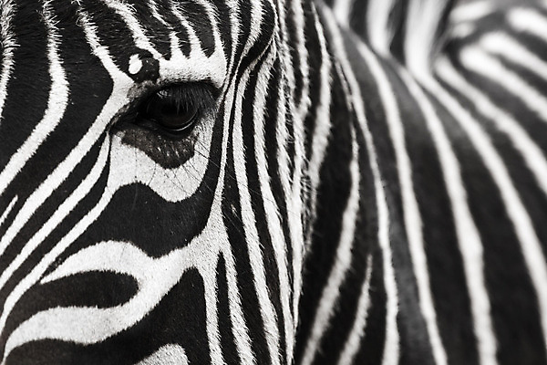 포토 JPG 해외이미지 동물 디자인 공원 얼굴 야생동물 백그라운드 패턴 신체 포유류 가족 아프리카 자연 벽지 추상 털 동물원 미술 사람없음 머리 환경 검은색 줄무늬 흰색 황무지 닫기 인쇄 작음 큼 사파리 피부 묘사 질감 얼룩말 남쪽 내추럴 구성 전국 해외202004 해외포토 공공시설 나라 컬러 무늬 관계 모션 문화예술 신체부위 말_동물 크기 방향 생태계 파일형식 이미지허브