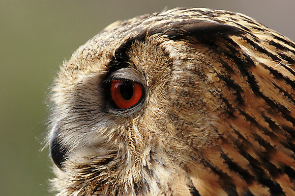 포토 JPG 해외이미지 오렌지 조류 조명 사람없음 빛 갈색 머리 점 얼룩 깃털 부리 부엉이 계산서 해외202004 해외포토 동물 컬러 과일 신체부위 파일형식 이미지허브