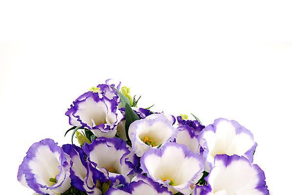 포토 JPG 해외이미지 꽃다발 실내 사람없음 제비꽃 흰배경 카피스페이스 해외202004 해외포토 꽃 백그라운드 내부 공백 흰색 파일형식 이미지허브