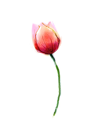 JPG 해외이미지 꽃 분홍색 한송이 일러스트 수채화 미술 사람없음 튤립 그림 손그림 해외202004 해외일러스트 식물 1 컬러 문화예술 송이 파일형식 이미지허브