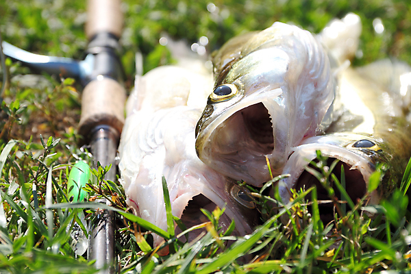 포토 JPG 해외이미지 동물 호수 야생동물 밧줄 음식 스포츠 자연 낚시 휴식 어류 취미 사람없음 야외 초록색 여름 강 가을 신선 잡기 닫기 치아 눈금 육식동물 실타래 어장 기어 미끼 턱 흙더미 얼레 돌리기 민물 해외202004 해외포토 계절 줄 컬러 컨셉 모션 레저 수중동물 흙 소화기관 생태계 파일형식 더미 이미지허브