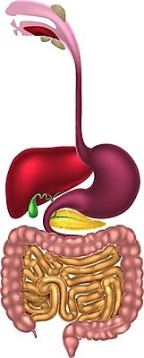 EPS 해외이미지 남자 과학 신체 일러스트 해부 건강 사람 내부 약 3D 오르간 작음 큼 그림 생물학 간 시스템 몸통 췌장 고립 복근 초보 해외202004 해외일러스트 교육 의학 근육 신체부위 장기_의학 건반악기 크기 디지털합성 파일형식 벡터 이미지허브