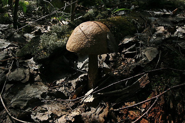 포토 JPG 해외이미지 나무 식물 자연 건강 사람없음 숲 그물버섯 생태학 해외202004 해외포토 교육 버섯 생태계 파일형식 이미지허브