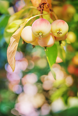 포토 JPG 해외이미지 나무 식물 계절 음식 줄기 백그라운드 잎 농업 과일 자연 건강 사람없음 야외 빨간색 세로 초록색 여름 농작물 농장 정원 수확 가을 나뭇가지 신선 달콤 사과 과수원 유기농 원예 내추럴 숙성 해외202004 해외포토 웰빙 산업 컬러 취미 맛 생태계 파일형식 이미지허브