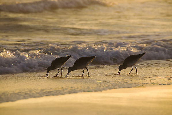 포토 JPG 해외이미지 동물 모래 파도 조류 사람없음 물 일몰 새벽 황금 먹기 소금물 수유 해외202004 해외포토 자연요소 바다 모션 노을 파일형식 이미지허브