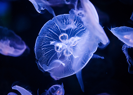 포토 JPG 해외이미지 여러마리 사람없음 파란색 바닷속 수중동물 자포동물 해파리 해외202004 해외포토 동물 컬러 다수 수중 파일형식 이미지허브