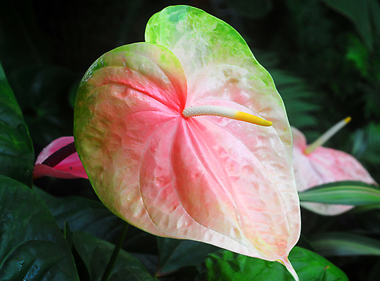 포토 JPG 해외이미지 식물 꽃잎 꽃 분홍색 꽃무늬 자연 사람없음 장식 컬러풀 봄 원예 하와이 해외202004 해외포토 계절 컬러 무늬 취미 미국 생태계 파일형식 이미지허브