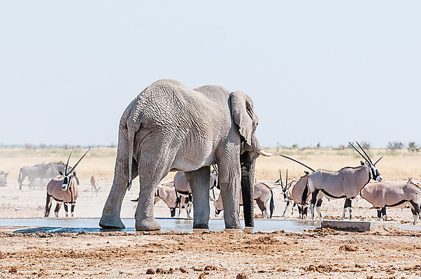 포토 JPG 해외이미지 동물 야생동물 여행 겨울 포유류 아프리카 자연 초식동물 풍경 사람없음 야외 물 햇빛 맑음 시골 나미비아 동물상 해외202004 해외포토 자연요소 계절 나라 날씨 태양 조형물 생태계 남아프리카 파일형식 이미지허브