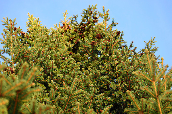 포토 JPG 해외이미지 나무 식물 계절 겨울 자연 사람없음 야외 목재 초록색 갈색 환경 맑음 추위 흰색 원형 닫기 숲 시원함 북극 묘사 만족 날카로움 2014년 장면 침엽수 원뿔 내추럴 북극해 눈내림 가문비나무 해외202004 해외포토 도형 감정 바다 컬러 재료 모션 날씨 눈_날씨 연도 극지방 생태계 파일형식 이미지허브