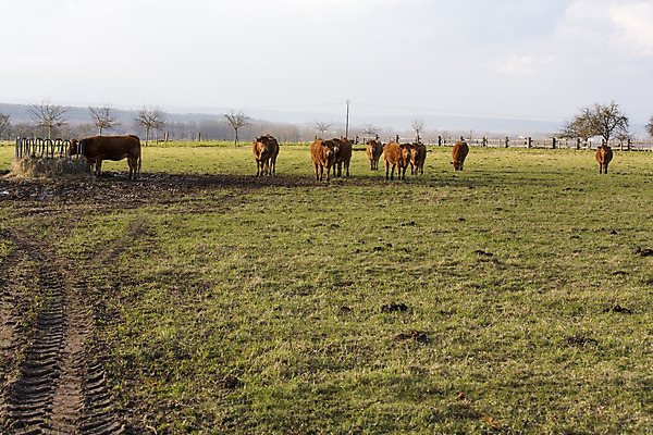 포토 JPG 해외이미지 동물 밭 농업 포유류 자연 뿔 풍경 사람없음 초록색 농장 농경지 갈색 환경 가축 침묵 봄 목장 소고기 우유 프랑스 종 시골 소 방목 허브 유기농 생물학 송아지 노르망디 바이오 밭일 위기 찰과상 해외202004 해외포토 식물 웰빙 계절 교육 유럽 산업 새끼 컬러 유제품 육류 소리 축산업 상처 생태계 파일형식 이미지허브
