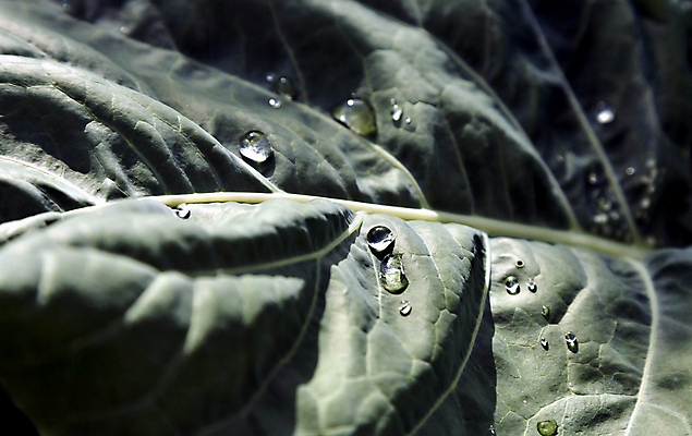 포토 JPG 해외이미지 식물 음식 잎 농업 다이어트 채소 아침 건강 사람없음 초록색 물 빛 태양 반사 환경 젖음 성장 물방울 신선 떨어짐 이슬 빗방울 묘사 유기농 질감 양배추 날것 내추럴 채식주의자 비건 해외202004 해외포토 주간 자연요소 웰빙 산업 컬러 컨셉 비_날씨 채식 파일형식 이미지허브