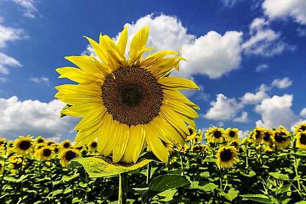 포토 JPG 해외이미지 식물 구름 계절 꽃잎 꽃 문화 지구 백그라운드 잎 꽃무늬 밭 농업 자연 벽지 하늘 해바라기 사람없음 야외 여름 파란색 농작물 컬러풀 햇빛 태양 농장 노란색 맑음 봄 성장 벚꽃 흰색 시골 원형 에코 보리 장면 흐림 내추럴 밭일 해외202004 해외포토 자연요소 도형 산업 컬러 무늬 날씨 곡류 환경 생태계 파일형식 이미지허브