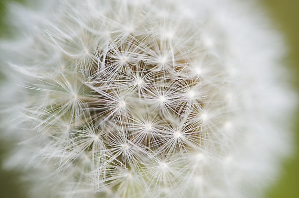 포토 JPG 해외이미지 식물 꽃 백그라운드 자연 씨앗 사람없음 머리 정원 봄 흰색 민들레 묘사 해외202004 해외포토 계절 컬러 신체부위 생태계 파일형식 이미지허브