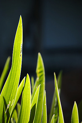 포토 JPG 해외이미지 식물 계절 잎 자연 사람없음 초록색 빛 태양 정원 봄 해외202004 해외포토 자연요소 컬러 생태계 파일형식 이미지허브