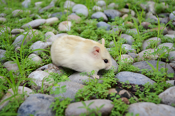 포토 JPG 해외이미지 식물 동물 포유류 털 사람없음 반려동물 컬러풀 흰색 쥐 설치류 모피 조심 해외202004 해외포토 컬러 파일형식 이미지허브
