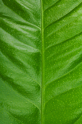 포토 JPG 해외이미지 나무 식물 백그라운드 잎 패턴 자연 표면 사람없음 세로 초록색 환경 신선 레몬 질감 정맥 대칭 해외202004 해외포토 컬러 무늬 과일 생태계 혈관 파일형식 이미지허브