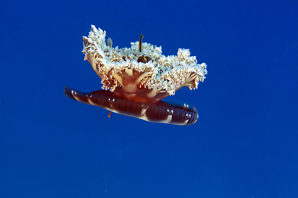 포토 JPG 해외이미지 식물 동물 모래 바다 백그라운드 자연 어류 사람없음 물 파란색 컬러풀 바닷속 수중 광선 산호 아래 장면 암초 해파리 깊이 소금물 이국적 침몰 파라다이스 해외202004 해외포토 자연요소 컬러 수중동물 자포동물 방향 생태계 위치 파일형식 이미지허브