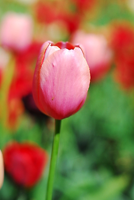 포토 JPG 해외이미지 식물 꽃 분홍색 밭 자연 사람없음 정원 봄 튤립 원예 향기 해외202004 해외포토 계절 컬러 농업 취미 생태계 냄새 파일형식 이미지허브