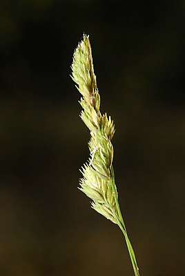 포토 JPG 해외이미지 식물 꽃 유럽 백그라운드 꽃무늬 농업 자연 사람없음 초록색 여름 머리 환경 맑음 봄 활발 성장 벚꽃 흰색 신선 개화 숲 과수원 다발 순수 유기농 꽃가루 내추럴 알레르기 백신 양발 해외202004 해외포토 웰빙 계절 나라 산업 컬러 컨셉 무늬 의학 날씨 신체부위 질병 가루 생태계 파일형식 이미지허브