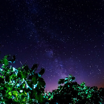 포토 JPG 해외이미지 식물 계절 별 잎 밭 농업 자연 하늘 포도 풍경 사람없음 야외 초록색 빛 태양 농장 노란색 일출 와인 계곡 젖음 수확 성장 달 가을 시골 야간 땅 포도밭 포도나무 강렬 양조장 해외202004 해외포토 자연요소 산업 컬러 과일 주류 노을 과일나무 생태계 파일형식 이미지허브