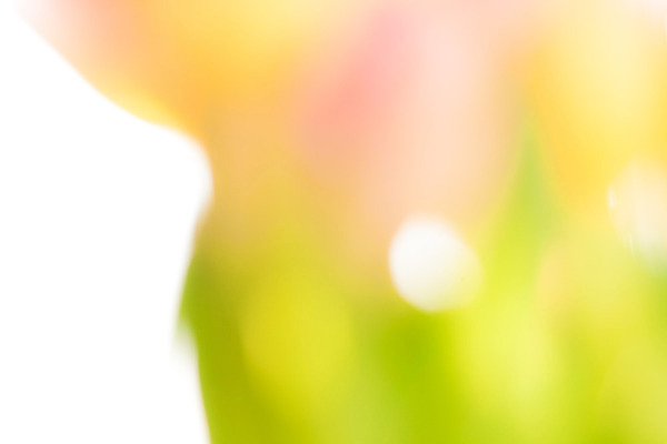 포토 JPG 해외이미지 모양 템플릿 디자인 배너 꽃 분홍색 백그라운드 꽃무늬 곡선 일러스트 모션 자연 추상 미래 미술 경사 팜플렛 사람없음 그래픽 장식 빨간색 초록색 빛 노란색 공백 튤립 광선 흰색 신선 신용카드 투명 닫기 소프트포커스 보케 부드러움 파열 내추럴 블러 스타일 카피스페이스 효과 해외202004 해외포토 식물 선 컬러 컨셉 무늬 문화예술 촬영기법 금융 감각 생태계 파일형식 이미지허브