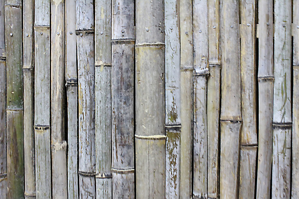 포토 JPG 해외이미지 나무 식물 전통 문화 선 벽 백그라운드 패턴 자연 날씨 사람없음 목재 장식 울타리 갈색 노란색 정원 검은색 성장 나뭇가지 시간 막대기 숲 다발 묶기 대나무 보따리 질감 매듭 나무껍질 진흙 스크래치 내추럴 그런지 옛날 해외202004 해외포토 컬러 무늬 재료 모션 담장 껍질 생태계 파일형식 이미지허브