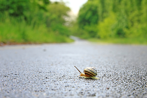 포토 JPG 해외이미지 모양 동물 야생동물 곤충 자국 모션 자연 연체동물 나선형 사람없음 빛 갈색 머리 침대 벌레 부드러움 덮기 느림 혼자 끈적임 해외202004 해외포토 컬러 가구 무늬 무척추동물 신체부위 감각 생태계 파일형식 이미지허브