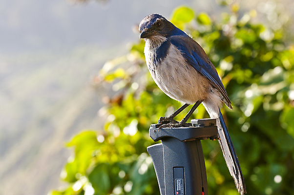 포토 JPG 해외이미지 응시 공원 앉기 사람없음 초록색 파란색 씻기 깃털 호기심 꼬리 캘리포니아 방문 삼각대 나쁜 서쪽 해외202004 해외포토 시선 공공시설 감정 컬러 컨셉 모션 미국 청결 방향 파일형식 이미지허브