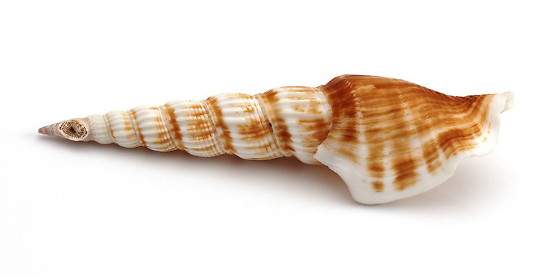 포토 JPG 해외이미지 동물 별 클리핑패스 바다 여행 자연 휴가 조개 불가사리 연체동물 나선형 해변 사람없음 장식 물 환경 껍질 소라 기념품 수족관 내추럴 고립 생태학 이국적 해외202004 해외포토 자연요소 교육 무늬 어패류 극피동물 무척추동물 오브젝트 생태계 파일형식 이미지허브