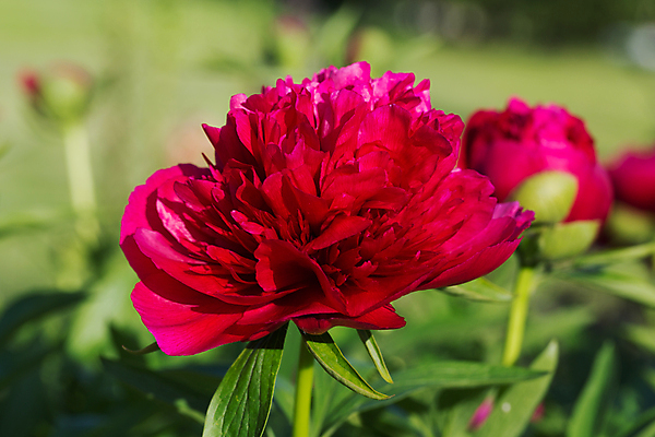 포토 JPG 해외이미지 식물 공원 꽃잎 꽃 분홍색 백그라운드 꽃무늬 밭 자연 아침 사랑 사람없음 장식 빨간색 초록색 여름 컬러풀 햇빛 태양 정원 보라색 놀람 봄 활발 벚꽃 신선 개화 즐거움 만족 그림 원예 화단 내추럴 고립 해외202004 해외포토 주간 자연요소 계절 공공시설 감정 컬러 컨셉 무늬 농업 표정 취미 생태계 파일형식 이미지허브