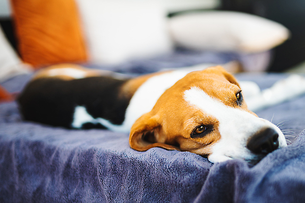 포토 JPG 해외이미지 동물 포유류 자연 휴식 따뜻함 건강 피곤 잔디 사람없음 야외 반려동물 걷기 정원 에너지 뜨거움 개 그늘 흥분 사냥개 비글 송곳니 숨기 유래 해외202004 해외포토 식물 감정 컨셉 모션 치아 생태계 파일형식 이미지허브