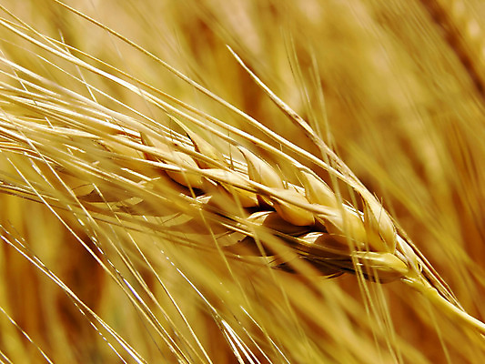 포토 JPG 해외이미지 식물 계절 빵 줄기 백그라운드 밭 농업 자연 건조 건강 옥수수 씨앗 풍경 사람없음 여름 농작물 농장 노란색 식사 수확 못 황금 닫기 농부 낟알 시리얼 밀 굽기 보리 장면 밀짚 제비 내추럴 밭일 해외202004 해외포토 직업 산업 음식 컬러 모션 조류 곡류 공구 짚 구이 생태계 파일형식 이미지허브