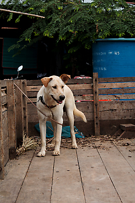 포토 JPG 해외이미지 동물 얼굴 새끼 백그라운드 포옹 자동차 자연 바닥 주택 사랑 앉기 사람없음 야외 초록색 반려동물 갈색 귀여움 산책 흰색 기다림 개 달콤 강아지 작음 가죽 스마트 바둑 송곳니 고립 기르기 돌봄 동반자 해외202004 해외포토 감정 육상교통 컬러 컨셉 포유류 안기 모션 놀이 휴식 건물 신체부위 맛 치아 크기 생태계 파일형식 이미지허브
