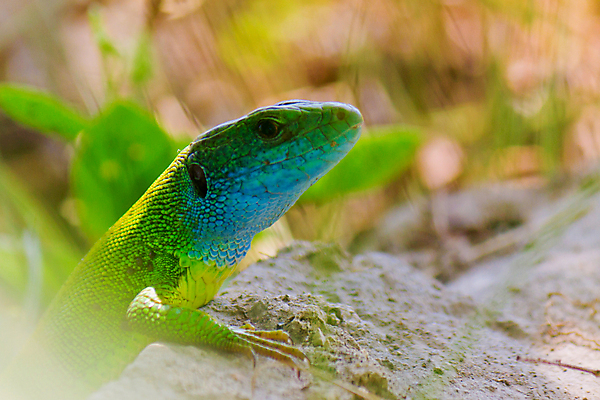 포토 JPG 해외이미지 동물 여행 파충류 양서류 사람없음 초록색 추위 용 땅 도마뱀 용암 이구아나 기어가기 땅바닥 발톱 방사선 카멜레온 해외202004 해외포토 컬러 모션 발 바닥 파일형식 이미지허브