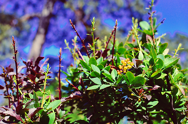 포토 JPG 해외이미지 나무 식물 계절 열매 꽃잎 꽃 백그라운드 잎 꽃무늬 자연 하늘 추상 새로움 사람없음 장식 빨간색 초록색 파란색 약 노란색 정원 맑음 검은색 봄 성장 벚꽃 흰색 나뭇가지 개화 관목 향신료 원예 고립 해외202004 해외포토 컬러 컨셉 무늬 의학 날씨 취미 생태계 향미료 파일형식 이미지허브