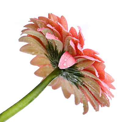 포토 JPG 해외이미지 식물 계절 꽃잎 꽃 분홍색 꽃다발 백그라운드 잎 꽃무늬 자연 발렌타인데이 선물 사랑 사람없음 초록색 물 컬러풀 머리 보라색 봄 거품 젖음 성장 벚꽃 흰색 물방울 신선 생일 떨어짐 이슬 빗방울 묘사 오브젝트 싱글 데이지 거베라 고립 해외202004 해외포토 자연요소 기념일 감정 컬러 컨셉 무늬 데이이벤트 신체부위 비_날씨 생태계 파일형식 이미지허브