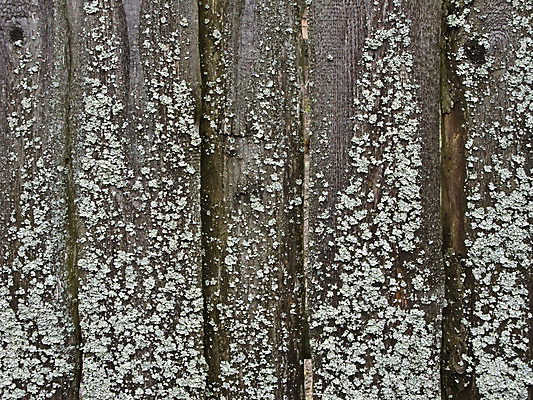 포토 JPG 해외이미지 백그라운드 패턴 부분 날씨 추상 이끼 사람없음 건물 목재 빛 울타리 갈색 회색 나뭇가지 시골 소나무 못 점 거친 균열 널 부식 질감 복고 매듭 목공예 판 잡동사니 내추럴 수목 옛날 해외202004 해외포토 나무 건축물 컬러 무늬 재료 모션 담장 공구 공예 파일형식 이미지허브