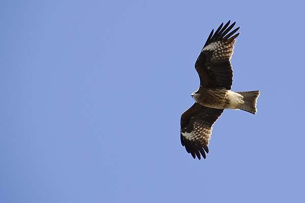 포토 JPG 해외이미지 동물 척추동물 야생동물 날개 자연 조류 하늘 사람없음 일본 힘 비행 잡기 사파리 깃털 연 사냥 부리 독수리 육식동물 무료 집게발 카피스페이스 해외202004 해외포토 아시아 모션 놀이용품 공백 생태계 파일형식 이미지허브