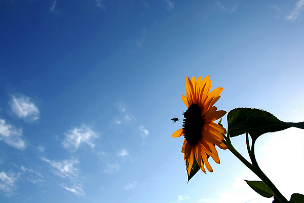 포토 JPG 해외이미지 식물 구름 1 계절 꽃잎 꽃 백그라운드 잎 꽃무늬 밭 농업 오렌지 자연 하늘 해바라기 사람없음 야외 여름 컬러풀 노란색 정원 벚꽃 시골 닫기 벌 밭일 해외202004 해외포토 자연요소 산업 컬러 곤충 무늬 과일 모션 생태계 파일형식 이미지허브