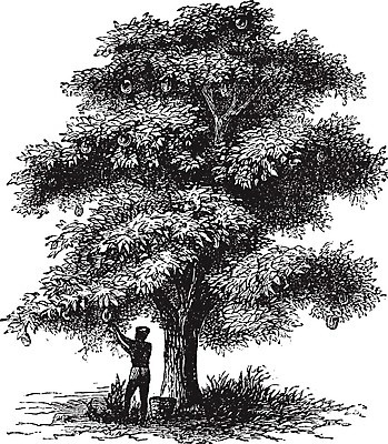 EPS 해외이미지 나무 꽃 음식 빵 잎 과일 일러스트 자연 미술 검은색 수확 골동품 흰색 인쇄 그림 상록수 판화 녹말 라텍스 식용 옛날 해외202004 해외일러스트 식물 컬러 농업 문화예술 생태계 파일형식 벡터 이미지허브