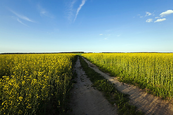포토 JPG 해외이미지 식물 계절 꽃 산업 도로 길 밭 농업 자동차 자연 하늘 풍경 사람없음 야외 초록색 여름 파란색 빛 농작물 햇빛 태양 농장 환경 봄 수확 성장 벚꽃 시골 시간 황금 오솔길 땅 트랙 먼지 장면 넘어짐 선로 카놀라 세련 해외202004 해외포토 자연요소 육상교통 컬러 교통시설 모션 생태계 파일형식 이미지허브
