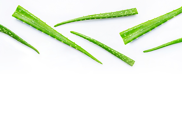 포토 JPG 해외이미지 스튜디오촬영 실내 사람없음 초록색 흰배경 알로에 해외202004 해외포토 식물 컬러 백그라운드 내부 흰색 파일형식 이미지허브