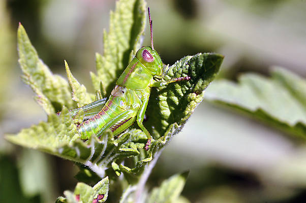 포토 JPG 해외이미지 식물 동물 야생동물 곤충 자연 안테나 사람없음 초록색 정원 해충 벌레 작음 메뚜기 해외202004 해외포토 컬러 통신 크기 생태계 파일형식 이미지허브