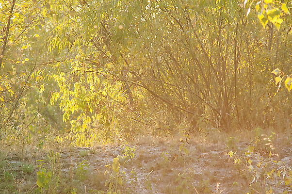 포토 JPG 해외이미지 나무 계절 공원 여행 오렌지 자국 자연 아침 풍경 사람없음 야외 여름 빛 햇빛 태양 평화 일출 환경 맑음 일몰 새벽 산책 하이킹 안개 광선 가을 나뭇가지 황무지 숲 신비 매움 장면 마법 내추럴 강렬 삼림지대 생태학 해외202004 해외포토 주간 자연요소 식물 공공시설 교육 컨셉 과일 레저 날씨 휴식 노을 맛 생태계 파일형식 이미지허브