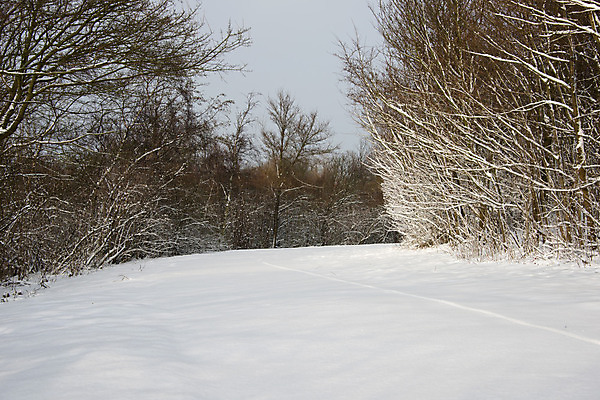포토 JPG 해외이미지 나무 겨울 자연 하늘 풍경 사람없음 추위 숲 네덜란드 해외202004 해외포토 식물 계절 유럽 생태계 파일형식 이미지허브