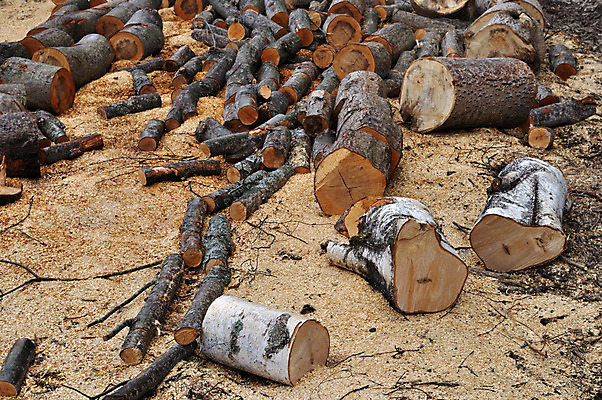 포토 JPG 해외이미지 나무 줄기 백그라운드 자연 건조 그림자 풍경 사람없음 야외 목재 농장 갈색 노란색 쌓기 환경 흙 봄 블록 나뭇가지 시골 원형 숲 장작 모닥불 자르기 캠핑장 통나무 먼지 나무껍질 자작나무 잡동사니 땅바닥 벌목 톱밥 해외202004 해외포토 도형 식물 계절 컬러 농업 재료 모션 불 바닥 캠핑 껍질 가루 생태계 파일형식 이미지허브