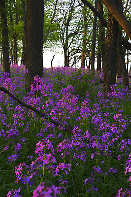 포토 JPG 해외이미지 나무 꽃 분홍색 잎 꽃무늬 패턴 자연 아침 추상 사람없음 빛 컬러풀 태양 보라색 일몰 놀람 봄 성장 황무지 저녁 숲 제비꽃 공상 특별함 해외202004 해외포토 주간 자연요소 식물 계절 감정 컬러 컨셉 무늬 표정 노을 야간 생태계 파일형식 이미지허브