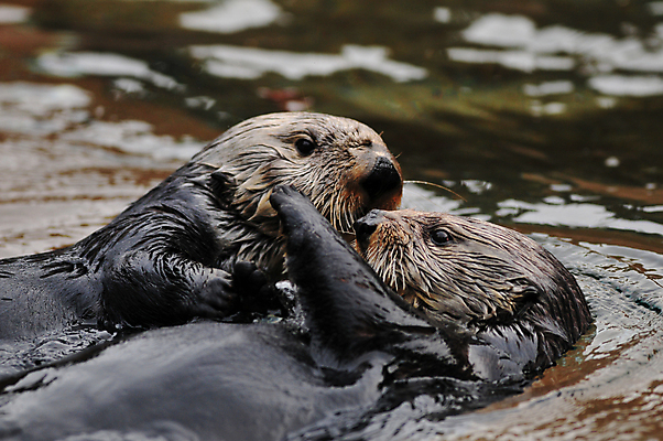 포토 JPG 해외이미지 동물 감정 얼굴 야생동물 바다 포유류 가족 포옹 자연 놀이 털 동물원 사랑 사람없음 물 강 갈색 젖음 흰색 만 모피 묘사 코 육식동물 멸종 알래스카 동물상 해외202004 해외포토 자연요소 컬러 관계 안기 신체부위 조형물 미국 생태계 파일형식 이미지허브